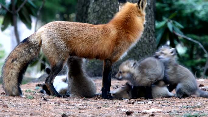 野生红狐，妈妈在玩工具箱