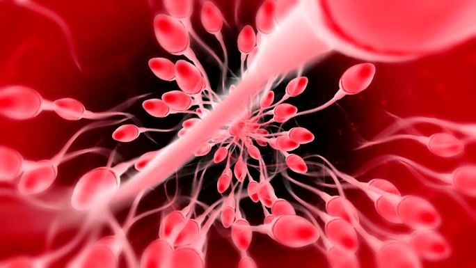 精子精液不孕不育小蝌蚪