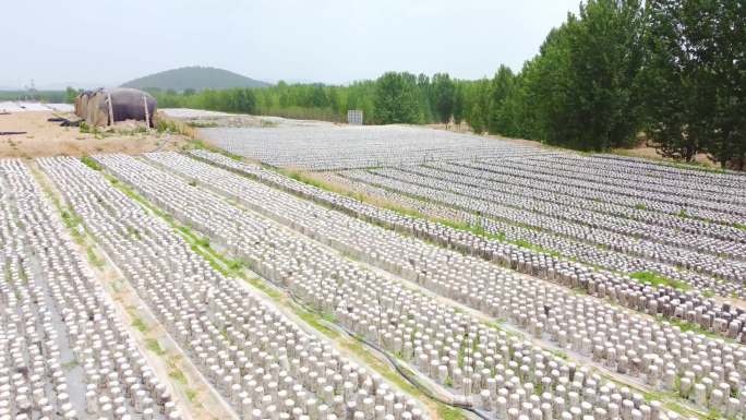 4K原创航拍 木耳种植 黑木耳种植基地