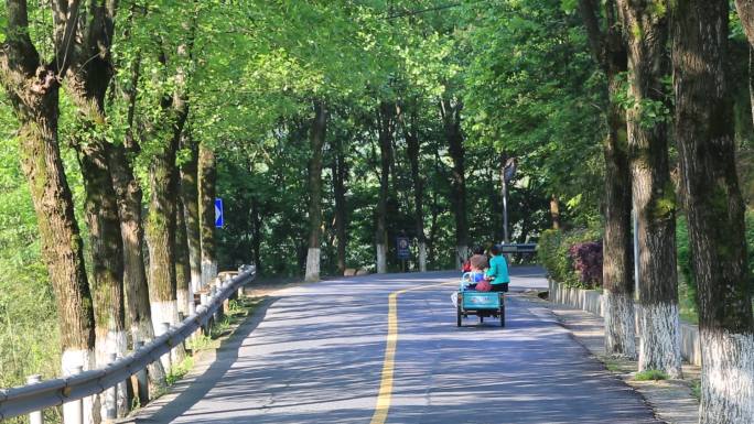 浙江山区农村道路行道树绿化树荫老人三轮车