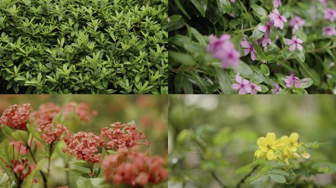 雨天的植物世界