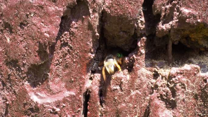 蜜蜂飞进洞里洞口