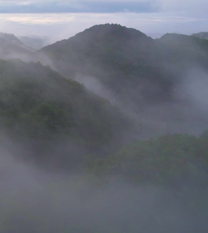 竖屏航拍贵州百里杜鹃普底景区云雾缭绕