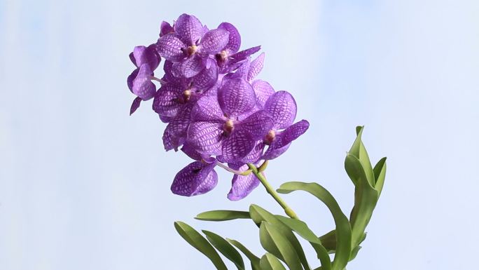 蓝色兰花摇曳的花朵鲜花生长一枝花朵