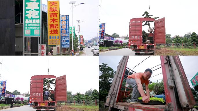 柏加镇苗木大市场苗木买卖吊车装车