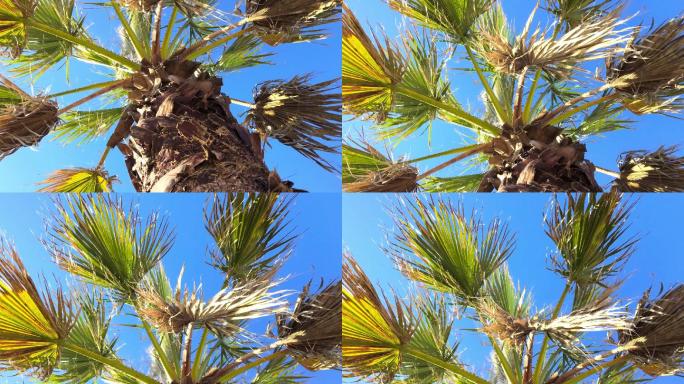 蓝天下的棕榈树棕榈树