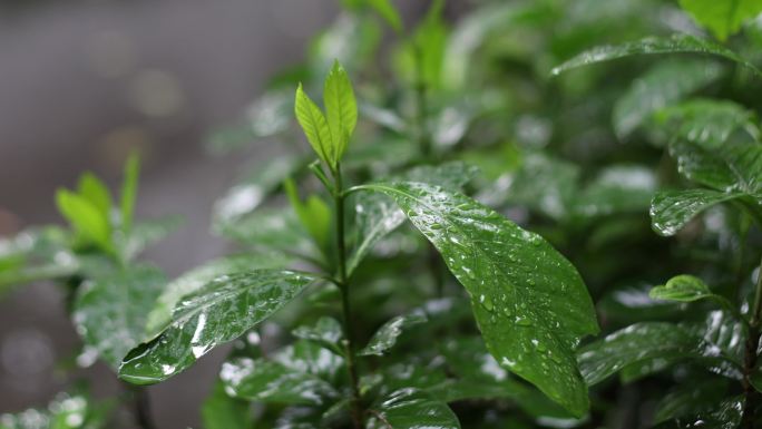 雨天雨景