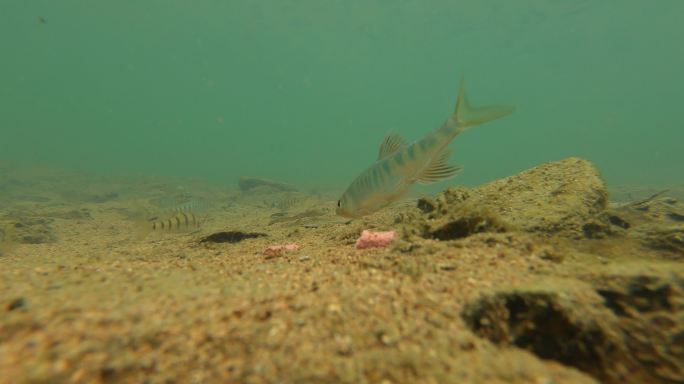 水下拍摄河水里的鱼