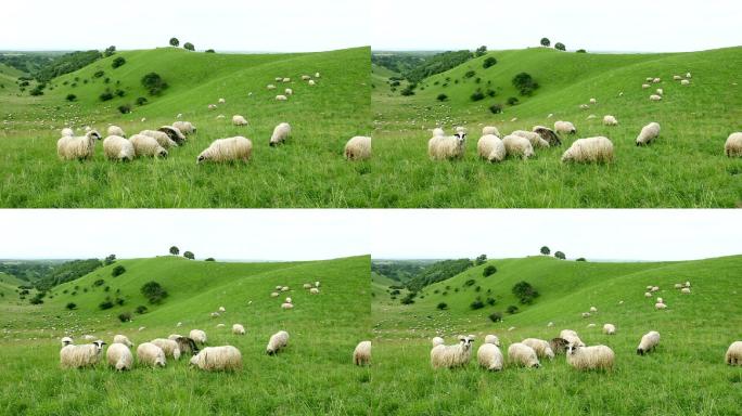 一群在野外放牧的绵羊