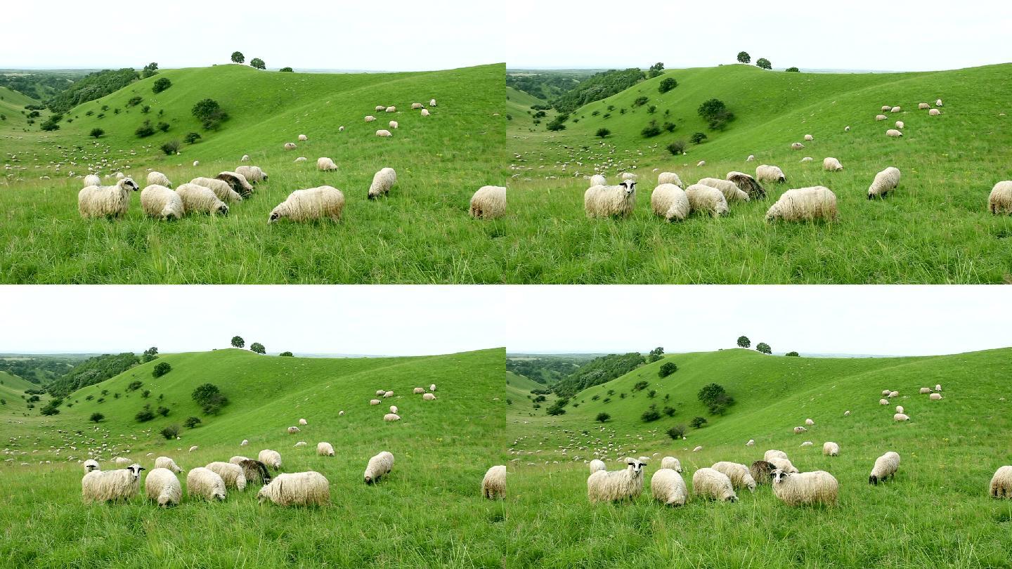 一群在野外放牧的绵羊
