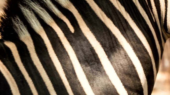 斑马斑马条纹特写黑白相间自然