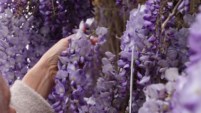 女人走进紫藤花，然后走过紫藤花（豆科）