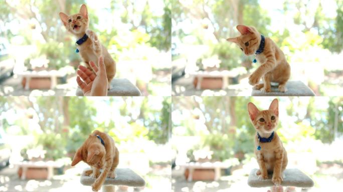 主人正在猫主人的房子里喂养并愉快地训练可爱的小猫。快乐宠物的概念。4k慢动作。