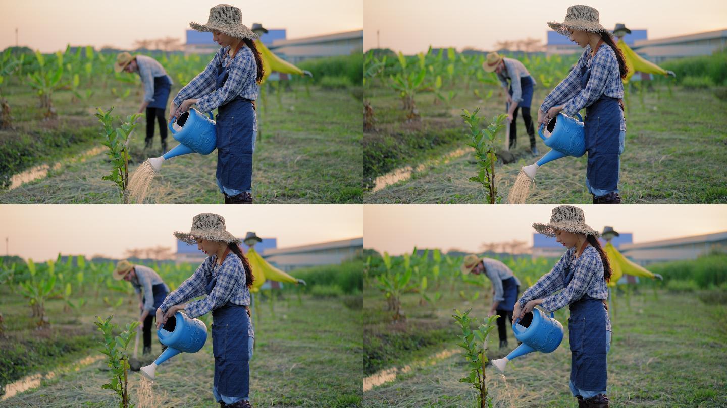 一名亚洲妇女在花园里给树浇水，而多种族的丈夫则用锄头锄地。快乐的农业家庭花时间种植农作物。农村有机农