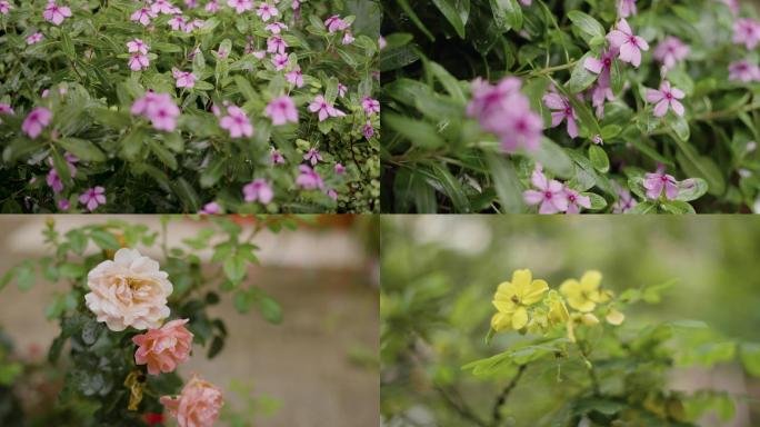 雨季中的花世界