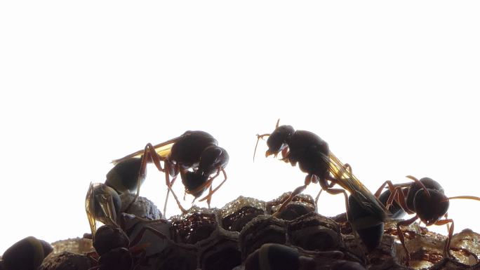 巢中黄蜂的剪影。养蜂人蜂农采蜜