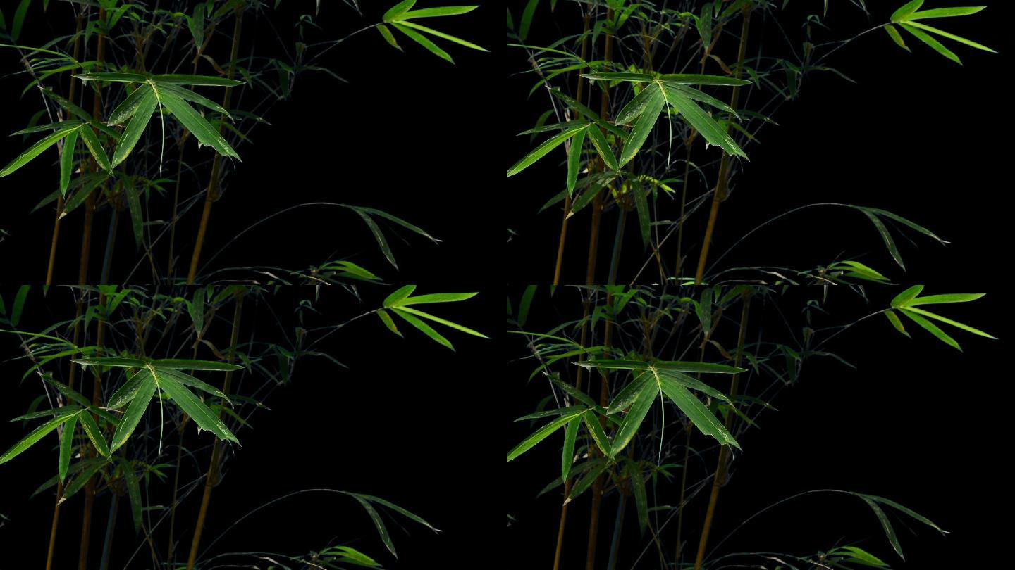 实拍细竹子竹叶带透明通道随风飘摆素材