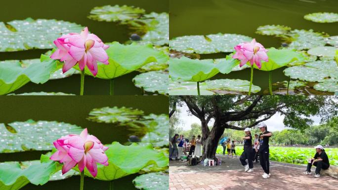 并蒂莲：茎杆一枝花开两朵同心同根同福同生