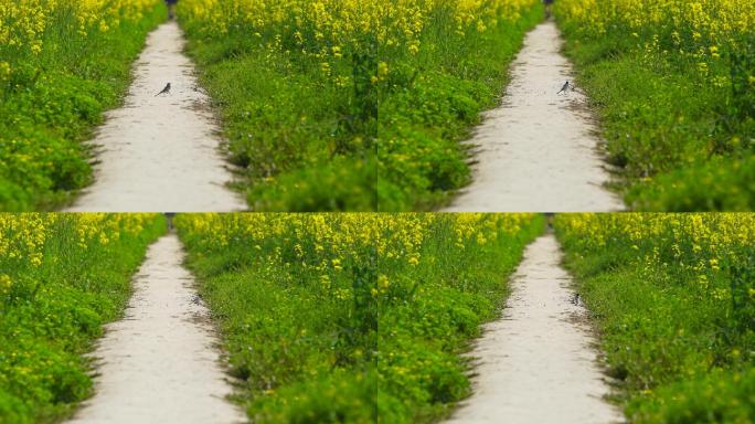 鸟 油菜花田