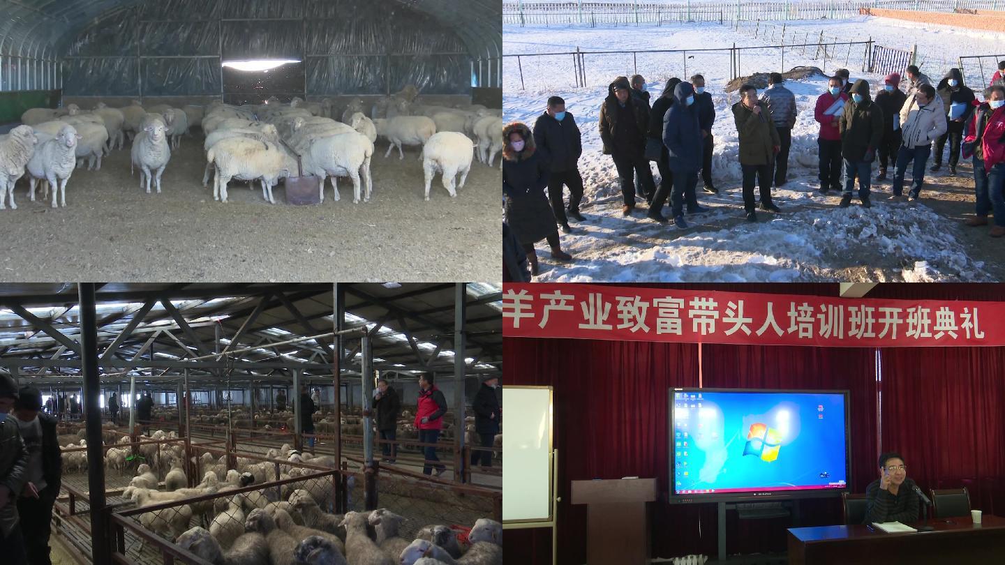 羊产业养殖现场观摩会培训会种羊