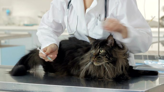兽医给猫打针患病萌宠喵星人