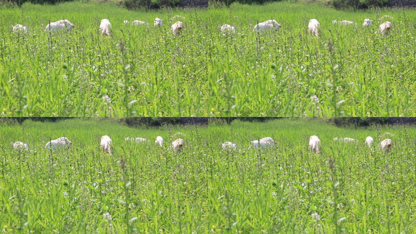 吃草的羊图片大全-吃草的羊高清图片下载-觅知网