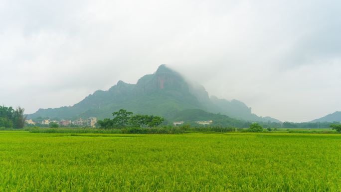 广西玉林北流美丽的丰村稻田