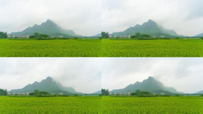 广西玉林北流美丽的丰村稻田