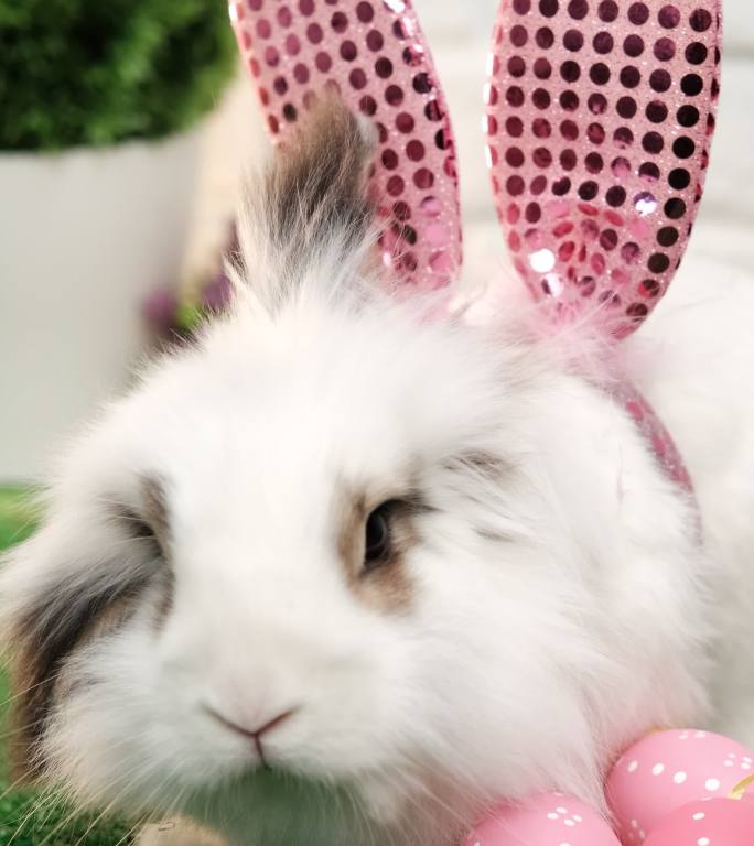 一只白色兔子的特写镜头，粉红色闪亮的耳朵。