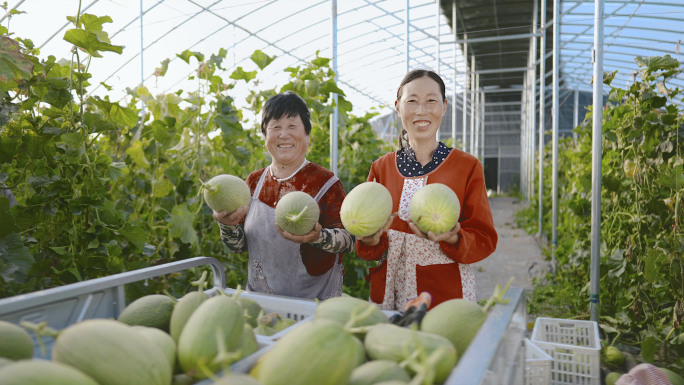 农民采摘哈密瓜