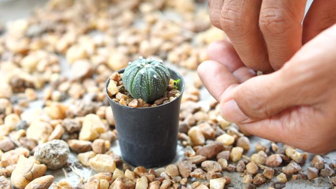 种植仙人掌装饰你的家