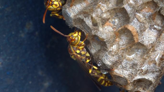 黄蜂窝 蜂巢 黄蜂卵 微距特写