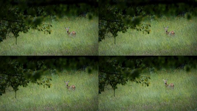 田野里一只小鹿的远摄照片