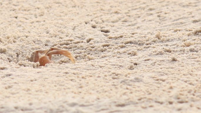 螃蟹作业；螃蟹在热带海滩挖洞
