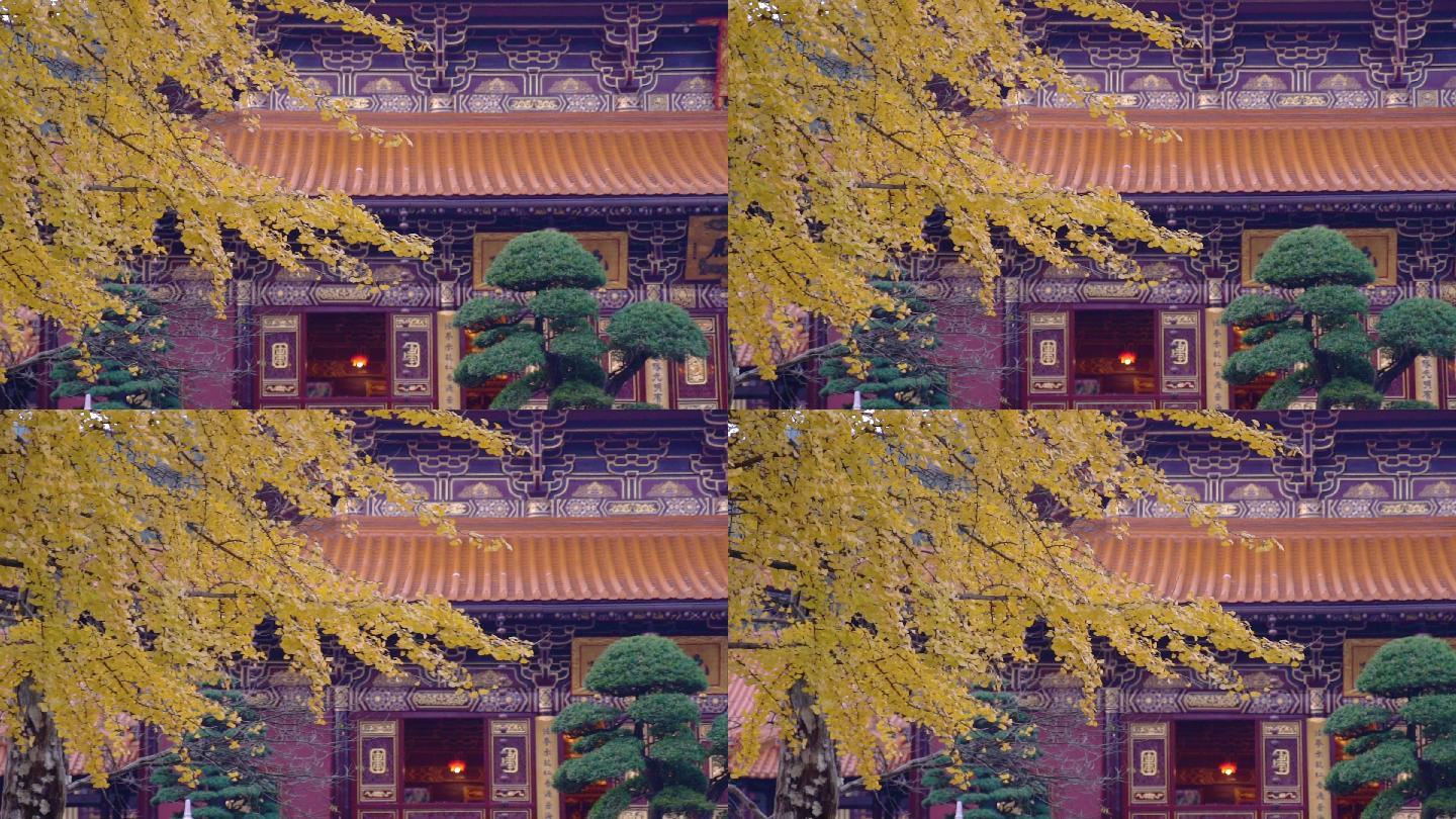 银杏树下寺景文化