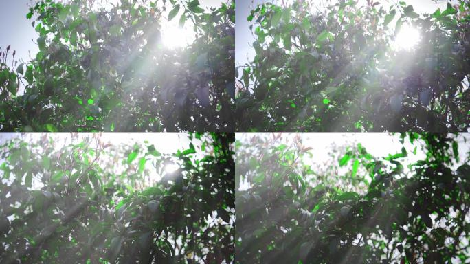 【4K】阳光透过树荫
