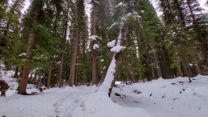 新疆伊犁琼库什台原始森林飘下的雪花