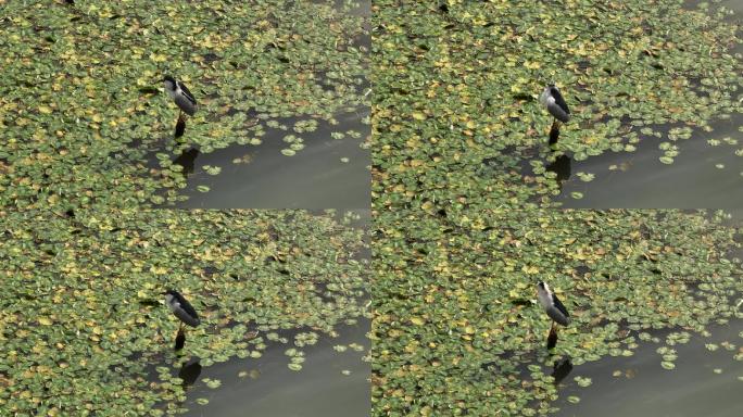 一只鹭鸟水鸟在整理羽毛自然风光
