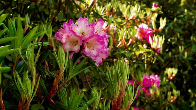 百里杜鹃杜鹃花开特写