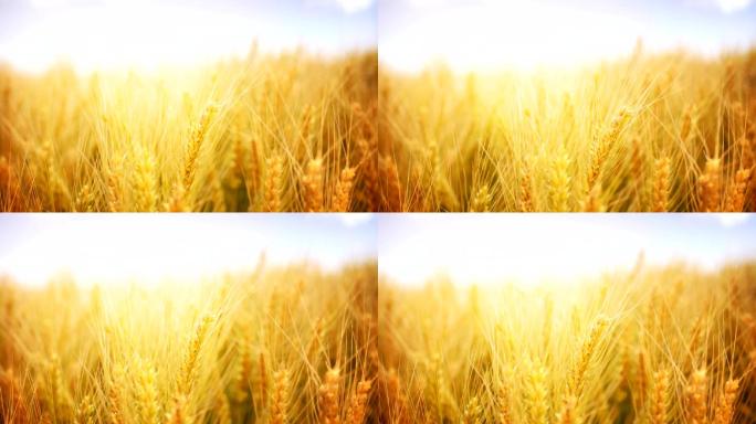 HD1080：成熟小麦，特写，静态