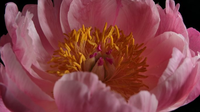 旋转粉红色牡丹花盛开的特写镜头。