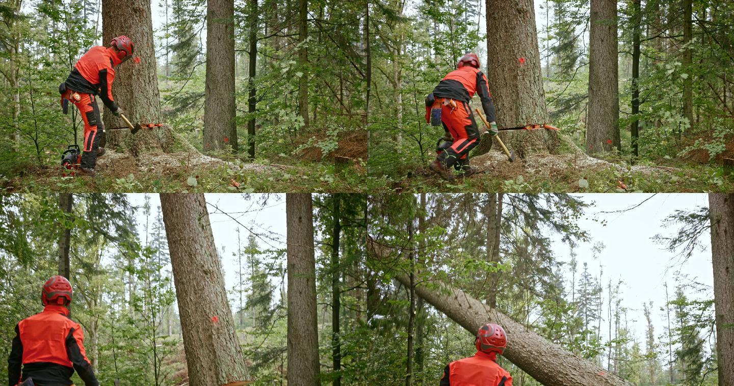 SLO MO伐木工人使用楔子砍伐树木