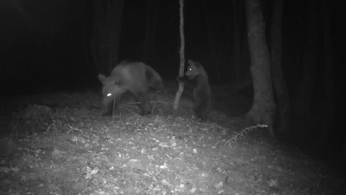 一只熊和幼崽在树上摩擦的红外镜头