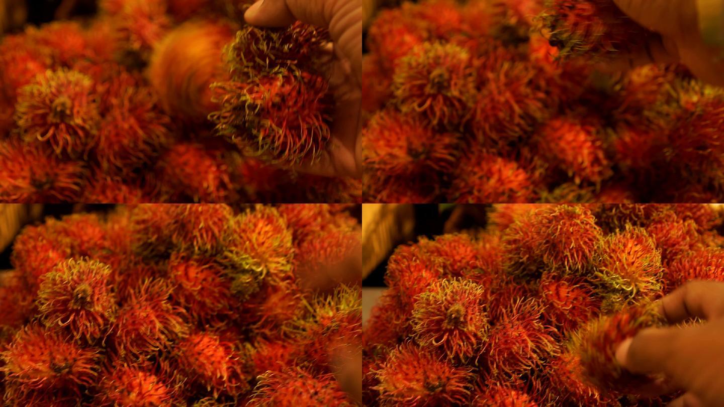 红毛丹果实成熟