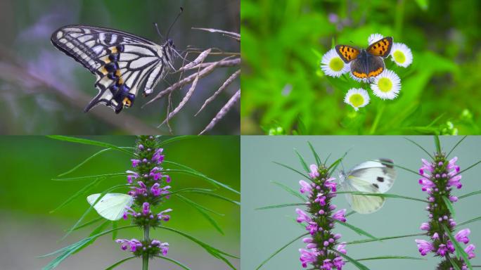 蝴蝶在花丛中飞舞春天蝴蝶采蜜野花自然昆虫