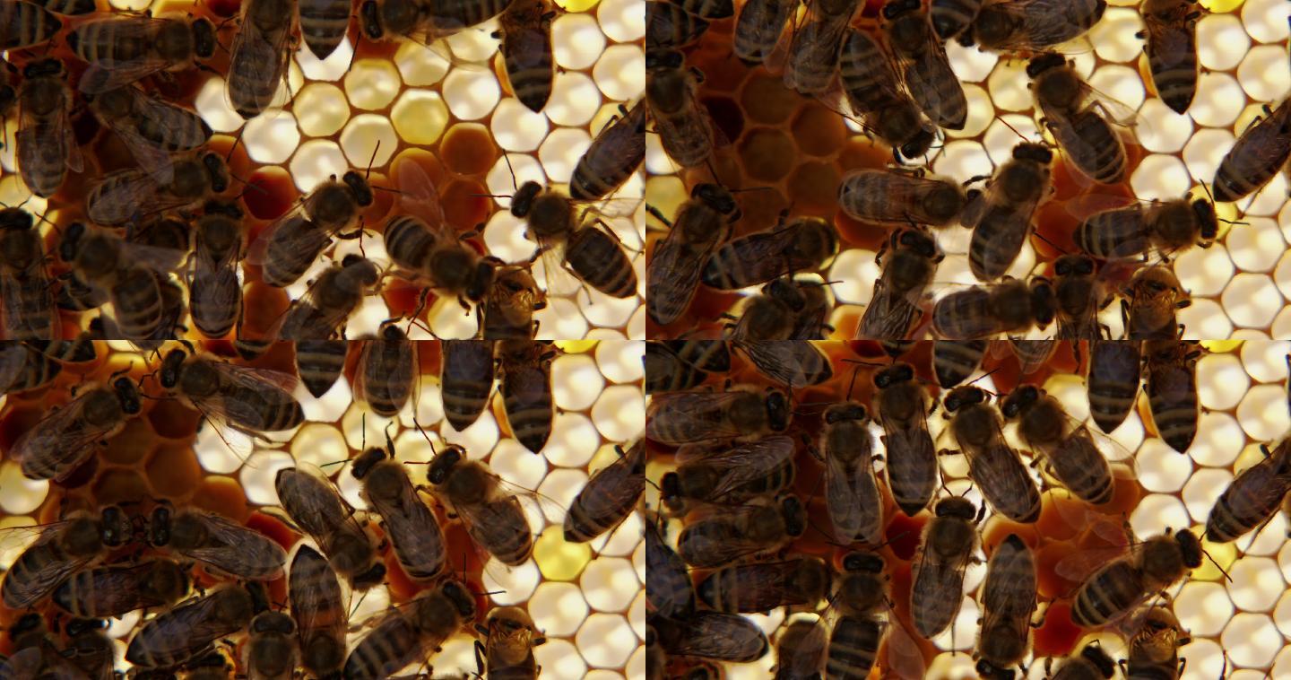 覆盖蜂巢的蜜蜂。光照蜂蜡