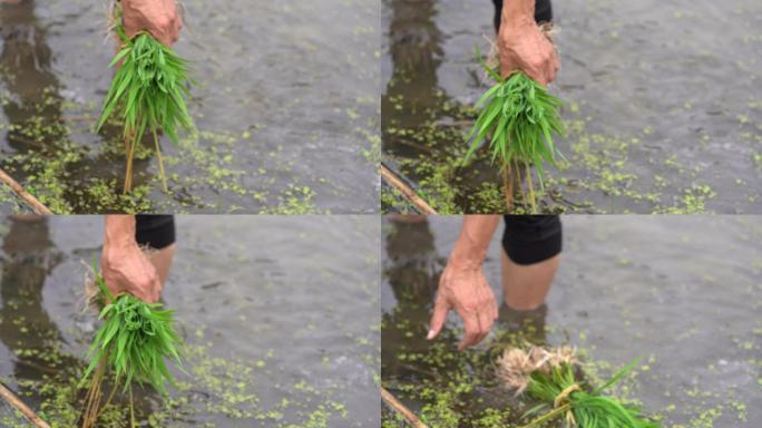 江南浙江农民农田插秧种田手特写实拍秧苗