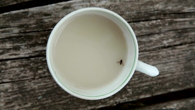 漂浮在白茶表面的苍蝇