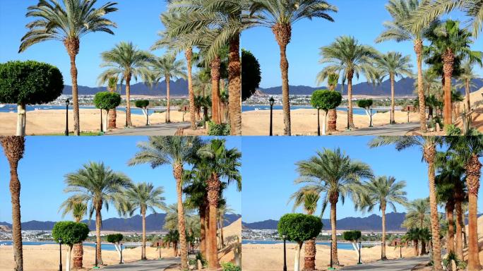 红海附近有棕榈树的小径。埃及