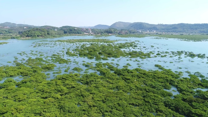 涨潮后浸泡在海水中的红树林